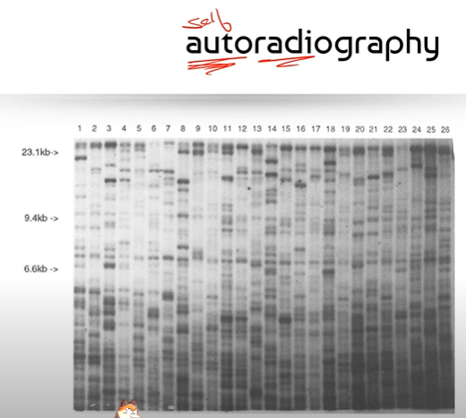 <p><span>you will see a bunch of little squares that represent a sample of DNA; the numbers at the very top indicate the # of samples of DNA, and measurements like 23.1 kB and 6.6 kB (measurements that decrease as you look further down the image) represent the length of each DNA fragment in kilobases, for ex. 23.1 kB is 23,000 bases long (kilo is 1000).</span></p>