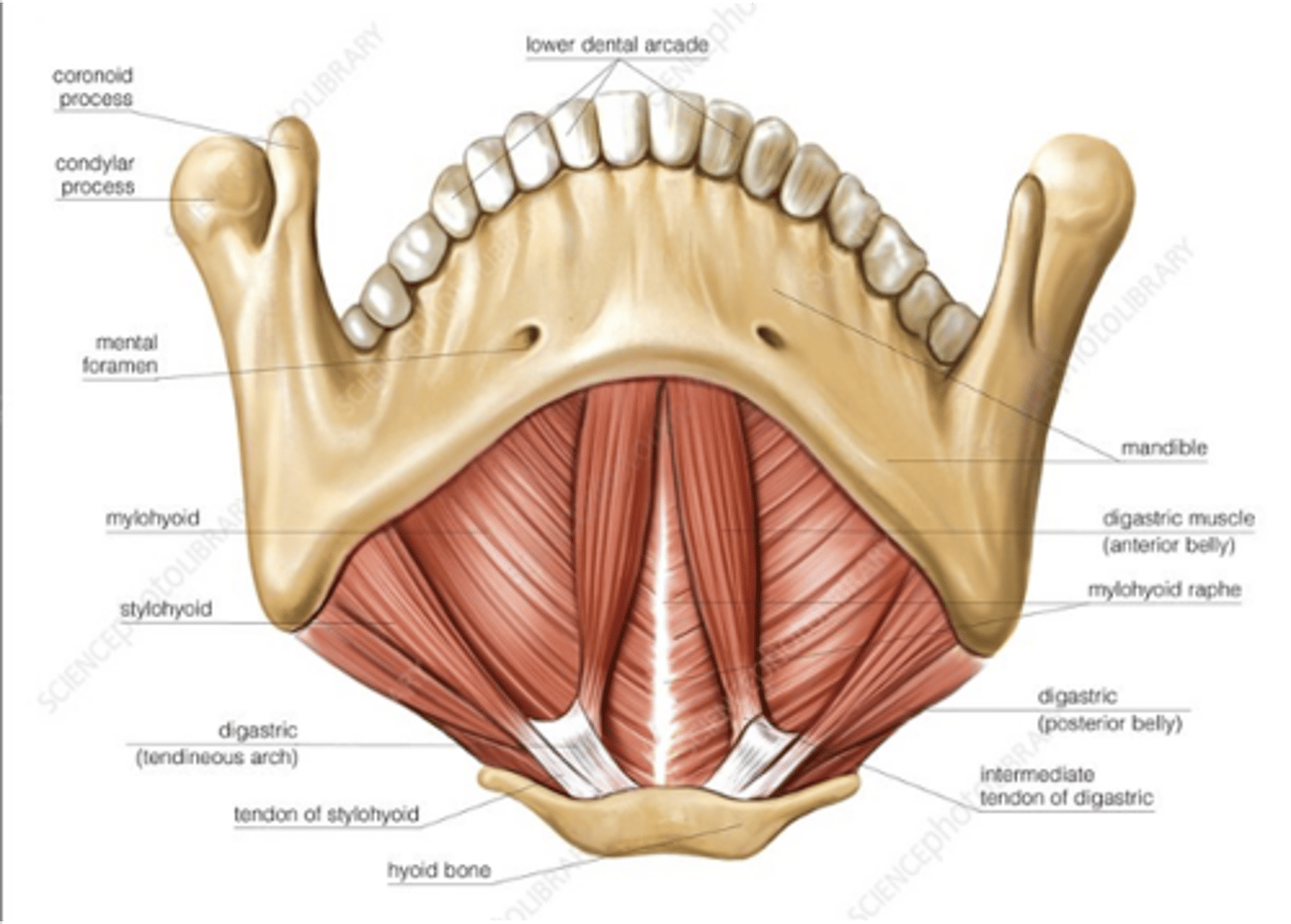 <p>-Origin</p><p>•Inner surface of the body of the mandible anteriorly.</p><p>-Insertion</p><p>•Body of the hyoid bone inferiorly and posteriorly</p><p>-Function:</p><p>•Elevates the floor of the mouth</p><p>•Depresses jaw when hyoid bone is in fixed position</p><p>-Innervation</p><p>• Trigeminal Nerve</p>