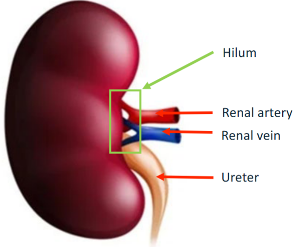 <p><span style="color: #040303">Takes blood out of the kidney</span></p>