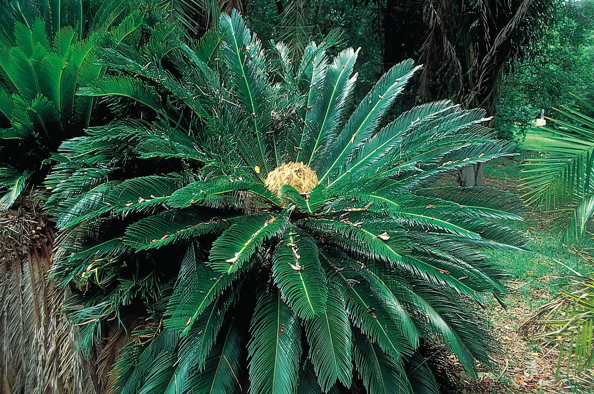 Coniferophyte 
Ginkgo
Gnetophytes 
Cycads 
all belong to this phylum that has naked seeds 