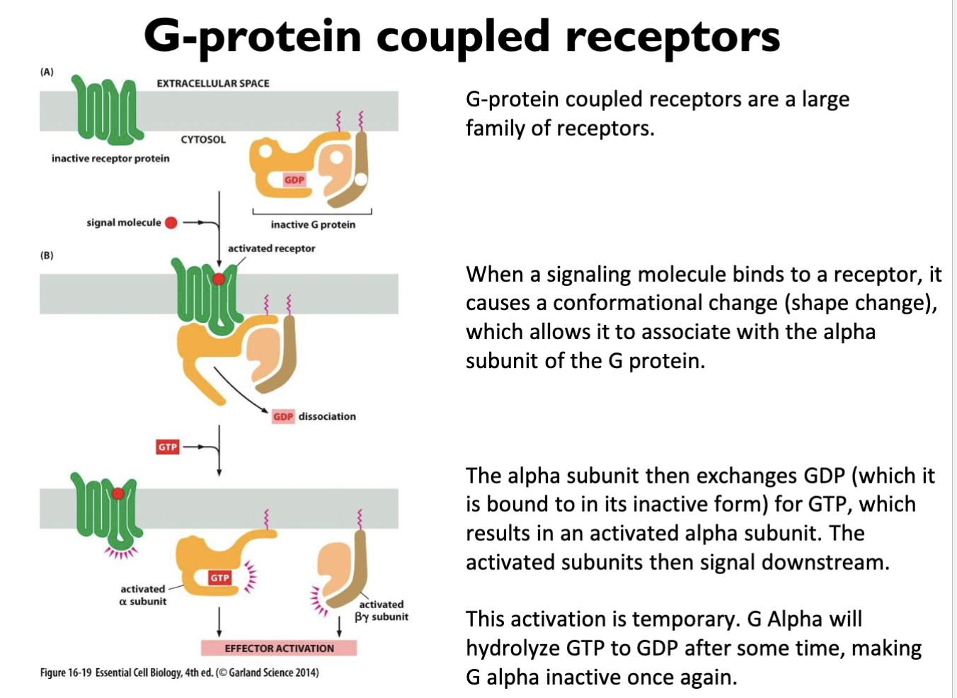 when a signaling molecule binds to a receptor, it causes a conformational change (shape change), which allows it to associate with the alpha subunit of the G protein → the alpha subunit then exchanges GDP (bound to g-protein in inactive form) for GTP which results in an activated alpha subunit (which signals further proteins downstream) → this activation is TEMPORARY (G alpha will hydrolyze GTP to GDP after some time, making G alpha inactive once again) 