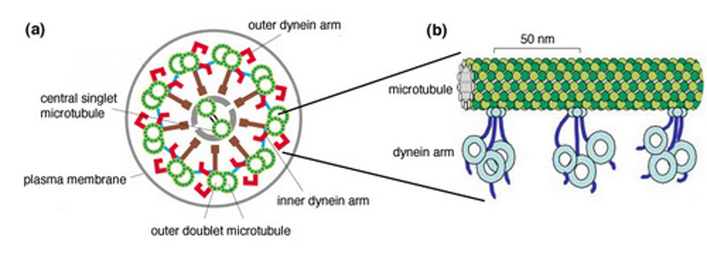 <p>Hollow polymers of <strong>"tubulin" proteins</strong> that provide primary pathways along the cell which motor proteins carry vesicles like kinesin and dynein</p>