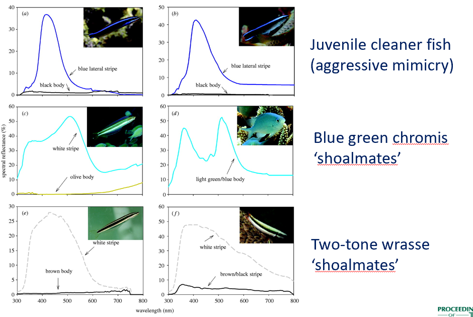 <p><strong>Mimicry Activation &amp; Context-Dependence</strong></p><p><strong>-</strong>Bluestriped fangblennies (Plagiotremus rhinorhynchos) mimic juvenile cleaner fish (<em>Labroides dimidiatus</em>) only in specific conditions.</p><p>-Mimicry occurs when cleaner fish are present and is more common among smaller fangblennies.</p><p><strong>Environmental Influence on Mimicry</strong></p><p>-The proportion of mimic fangblennies increases when cleaner fish populations are abundant.</p><p>-This suggests mimicry is adaptive and context-driven rather than a fixed trait.</p><p><strong>Colour Accuracy &amp; Spectral Matching</strong></p><p>-Spectral analysis shows that mimic fangblennies closely match the colouration of cleaner fish.</p><p>-This visual similarity enhances deception, making it easier for fangblennies to approach unsuspecting prey.</p><p><strong>Mimicry as an Adaptive Strategy</strong></p><p>-The behaviour functions as aggressive mimicry, allowing fangblennies to get close enough to bite rather than clean.</p><p>-This strategy exploits trust-based interactions between cleaner fish and their clients.</p>