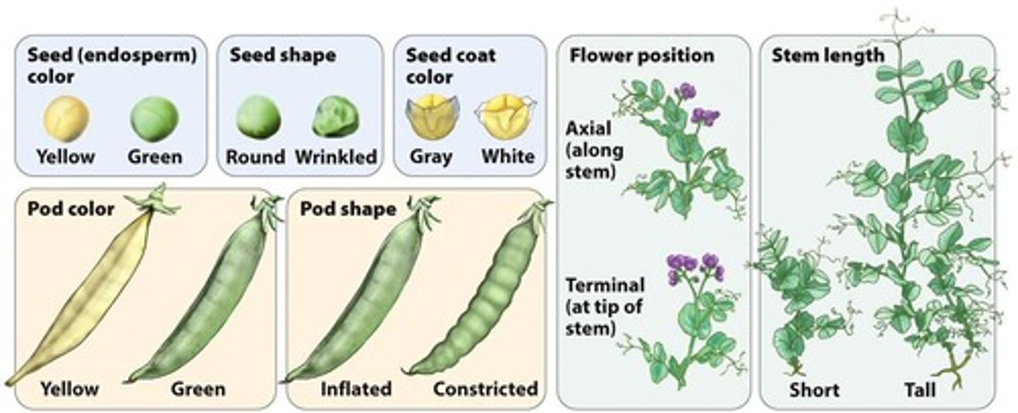 <p>Father of genetics, studied pea plant inheritance.</p>