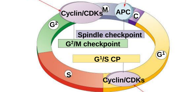 <p>-cell, nutritional, damage  </p><p>-replicated, damage, size  </p><p>-chromosomes, segregation </p>
