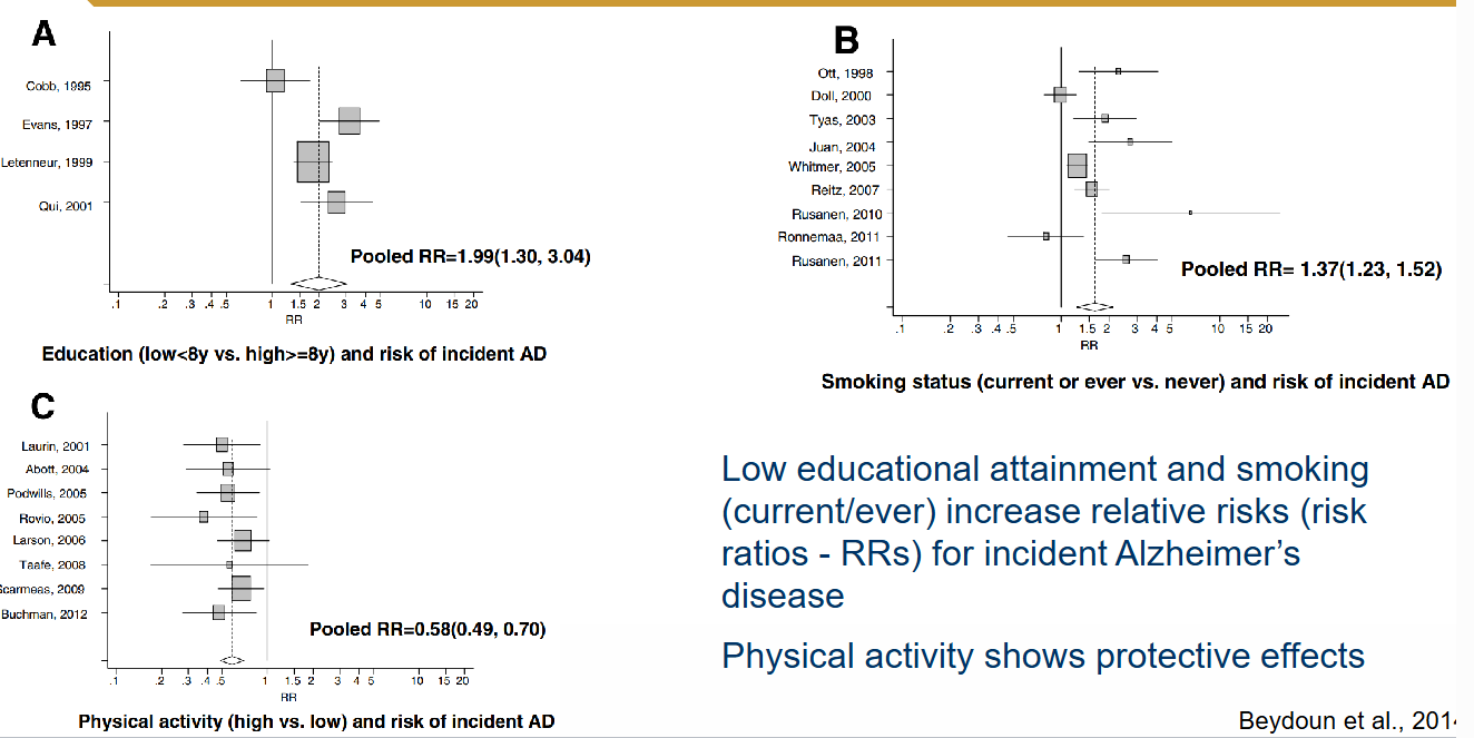 <ul><li><p>Low educational attainment and smoking (current/ever) increase relative risks (risk ratios - RRs) for incident Alzheimer’s disease</p></li><li><p>Physical activity shows protective effects</p></li></ul><p></p>