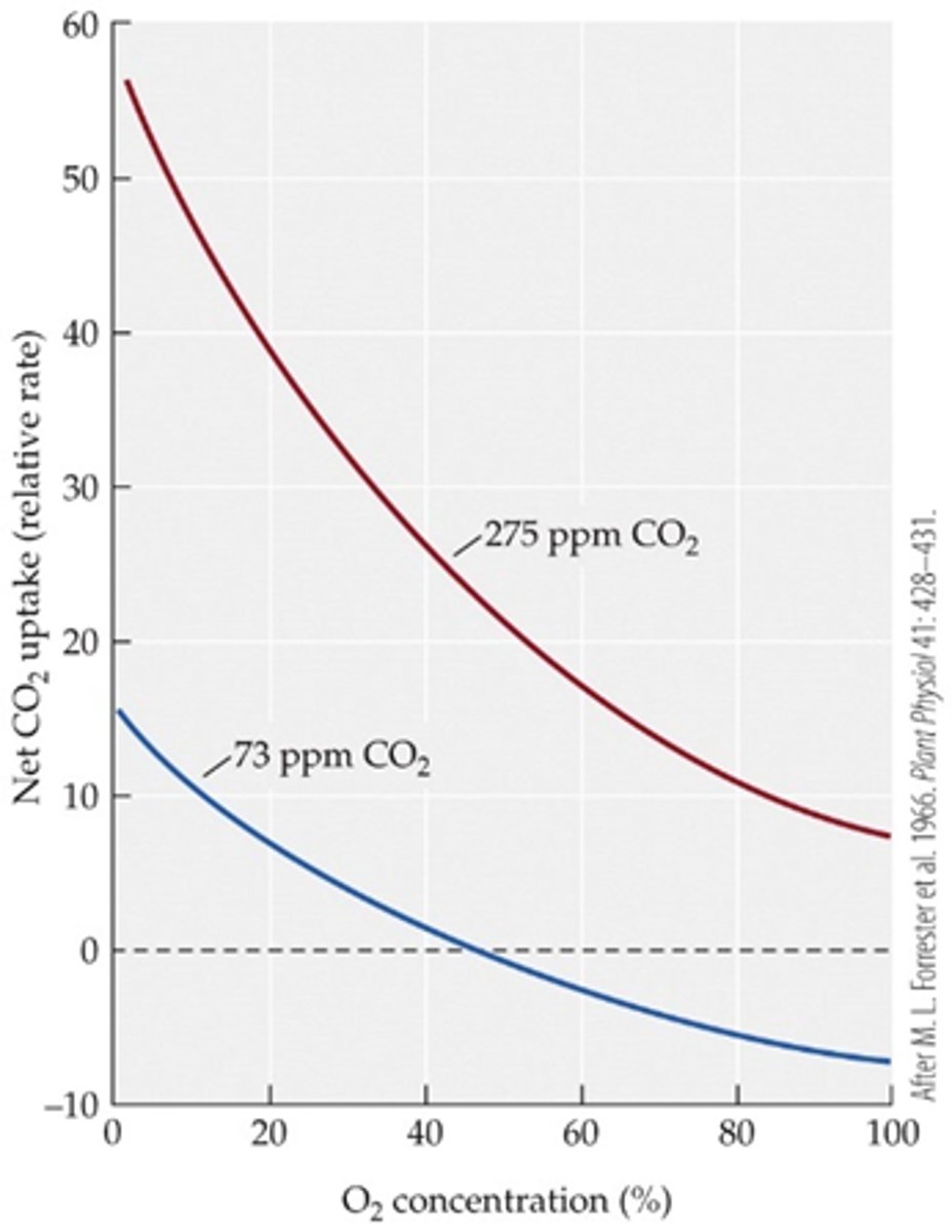 <p>B. CO2 uptake decreases with increasing O2 concentration at both CO2 levels.</p>