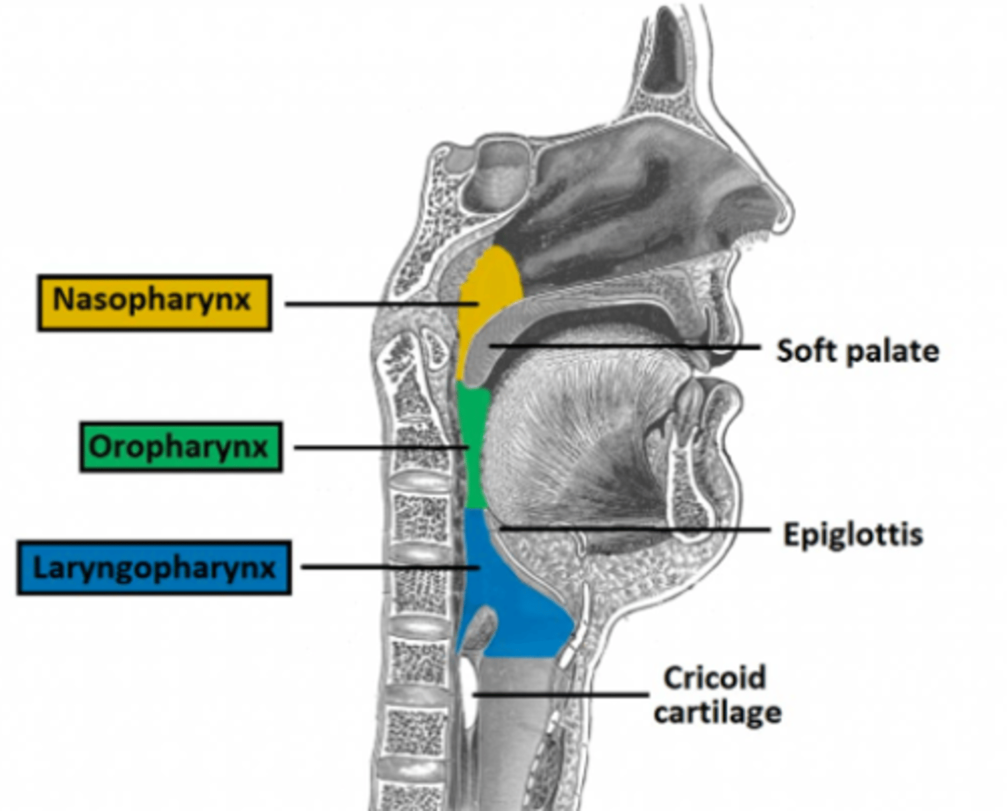 <p>behind the oral cavity, between the nasal cavity and larynx</p>