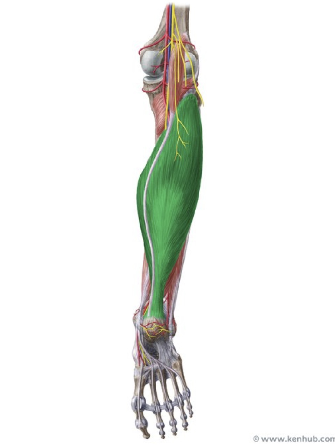 knowt flashcard image