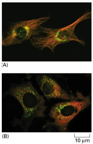 <p>the MTs reassemble and the Golgi membranes return to their normal position in the cell interior </p>