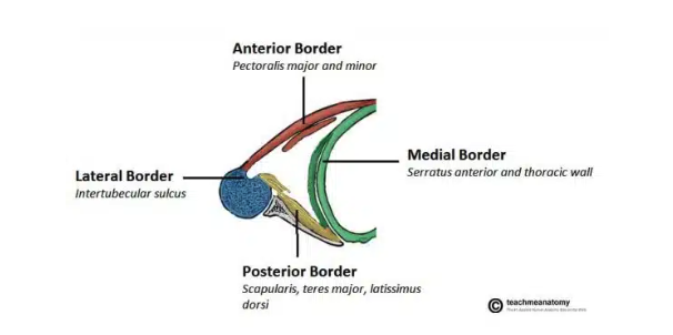 <ul><li><p>Apex: axillary inlet (formed by lateral border of first rib, superior border of scapula, posterior border of clavicle)</p></li><li><p>Lateral wall: formed by inter-tubercular groove of the humerus</p></li><li><p>Anterior wall: contains the pectoralis major and the underlying pectoralis minor and subclavius muscles</p></li><li><p>Medial wall: consists of the serratus anterior and the thoracic wall</p></li><li><p>Posterior wall: formed by the subscapularis, teres major, and latissimus dorsi </p></li></ul><p></p>