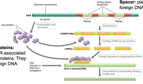 <ul><li><p>Two sections: CRISPR array and Cas proteins</p></li><li><p>Interspaced repeats: short (30 nt), the same sequence but interspaced between unique spacers</p></li><li><p>Spacer: pieces of foreign DNA (the memory banks of foreign DNA that was injected)</p></li><li><p>CRISPR array is transcribed into CRISPR RNA</p></li><li><p>The Cas genes are transcribed and translated into Cas proteins</p></li><li><p>Cas proteins: CRISPR associated (Cas) proteins that cut foreign DNA</p></li><li><p>The long piece of CRISPR RNA is chopped up by Cas proteins so each piece has one of the unique spacers</p></li><li><p>Each piece forms a segment with the Cas protein and if there is any viral or invading DNA, the Cas protein with the spacers scan through the foreign DNA</p></li><li><p>If the viral or plasmid DNA is complementary to the spacer, the Cas protein will chop it up</p></li></ul><p></p>