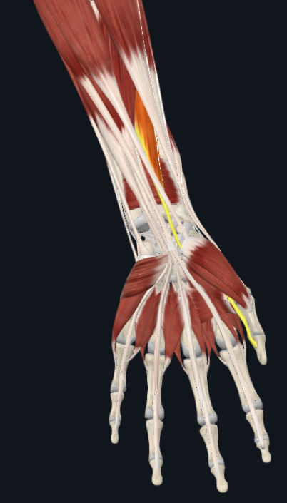 <p>underneath arm muscles, facing palm</p>
