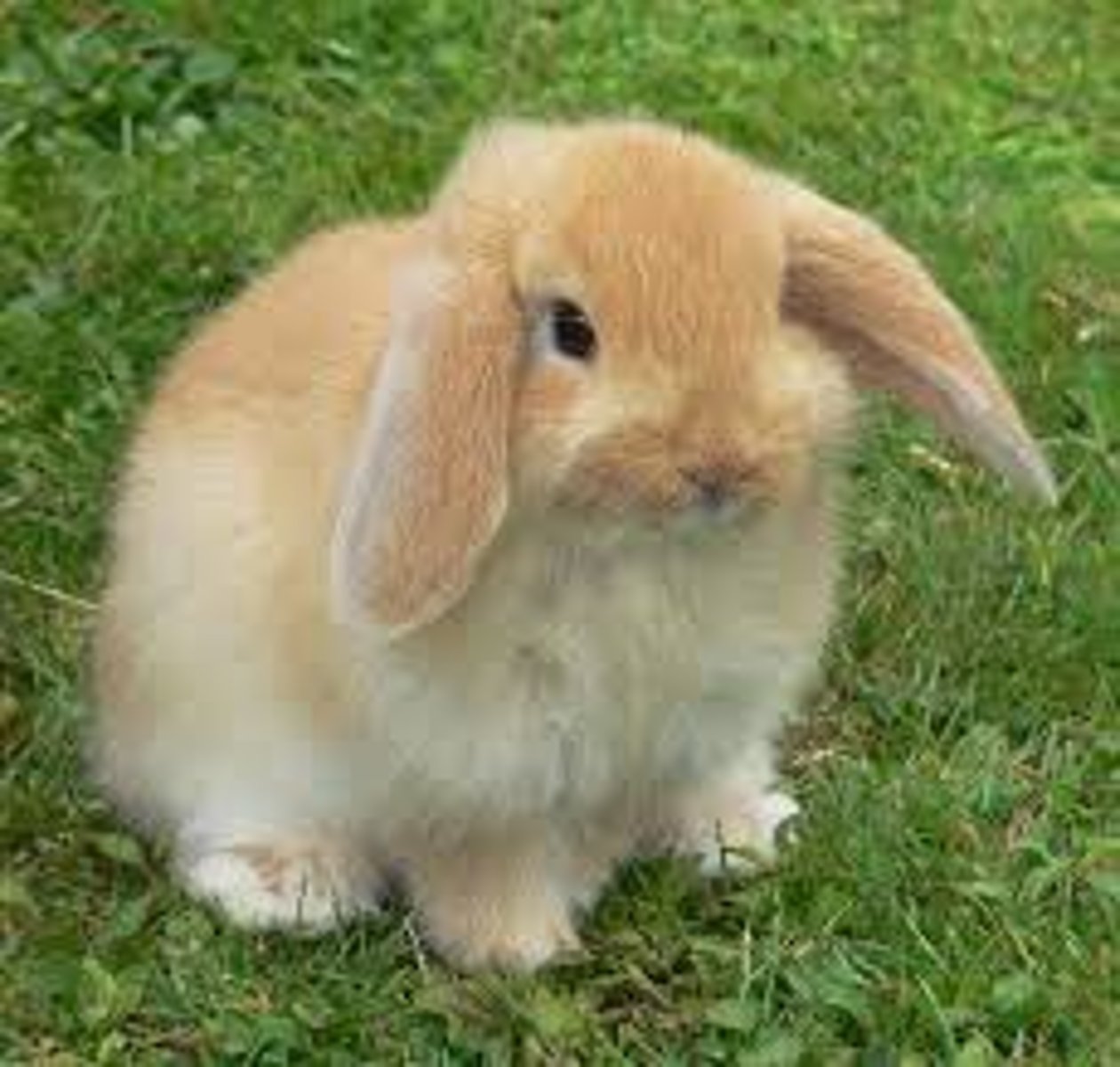 <p>rabbit</p>