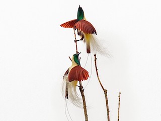 <p>In lekking species, such as Emperor Birds of Paradise (Paradisaea guilielmi), males gather in an area and display to females at a lek.</p>