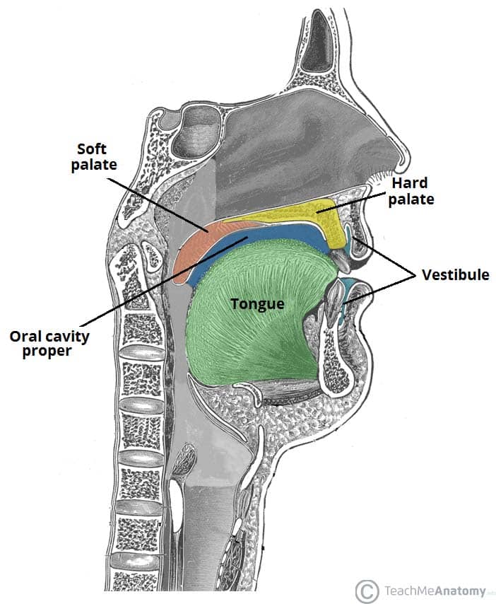 <p>the space between the lips and cheeks (externally) and the teeth and gums (internally). </p>