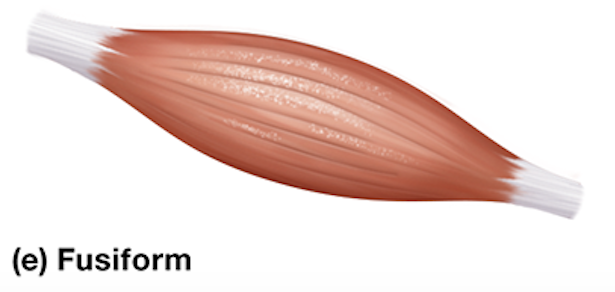 <p>muscle is thicker in its belly, or middle region, and tapered at its ends</p><p>ex: biceps brachii muscle</p>