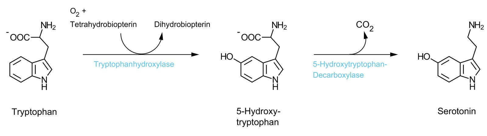 <p>D. 5-Hydroxytryptamine</p>