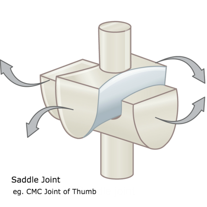 <p>modified ellipsoid joint, convex and concave articulating surfaces, motion around 2 joints, carpometacarpal joint of thumb</p>