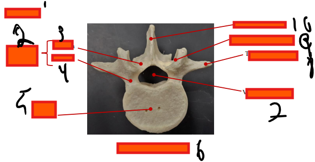 <p>Where is the transverse process</p>