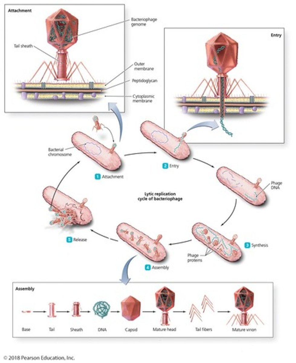 <p>A viral replication process that results in the death and lysis of the host cell, involving five stages: Attachment, Entry, Synthesis, Assembly, and Release.</p>