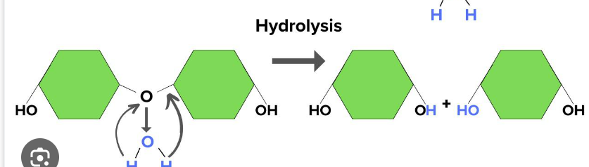 <p><span data-name="black_medium_square" data-type="emoji">◼</span> Water molecules added to break apart a molecule to smaller molecules</p><p>hydration- separating into monomers</p><p>opposite of condensation</p>