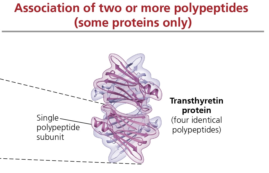 <p>refers to the association of 2 or more polypeptide chains into 1 large protein</p>
