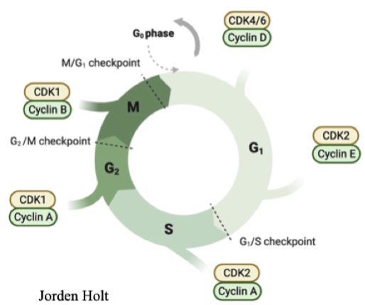 <p>Different types expressed at different points in the cell cycle Confer substrate specificity for CDK Downstream targets of Cyclin-CDK move the cell cycle forward Levels decrease sharply after the end of the phase - sharp line between phases</p>