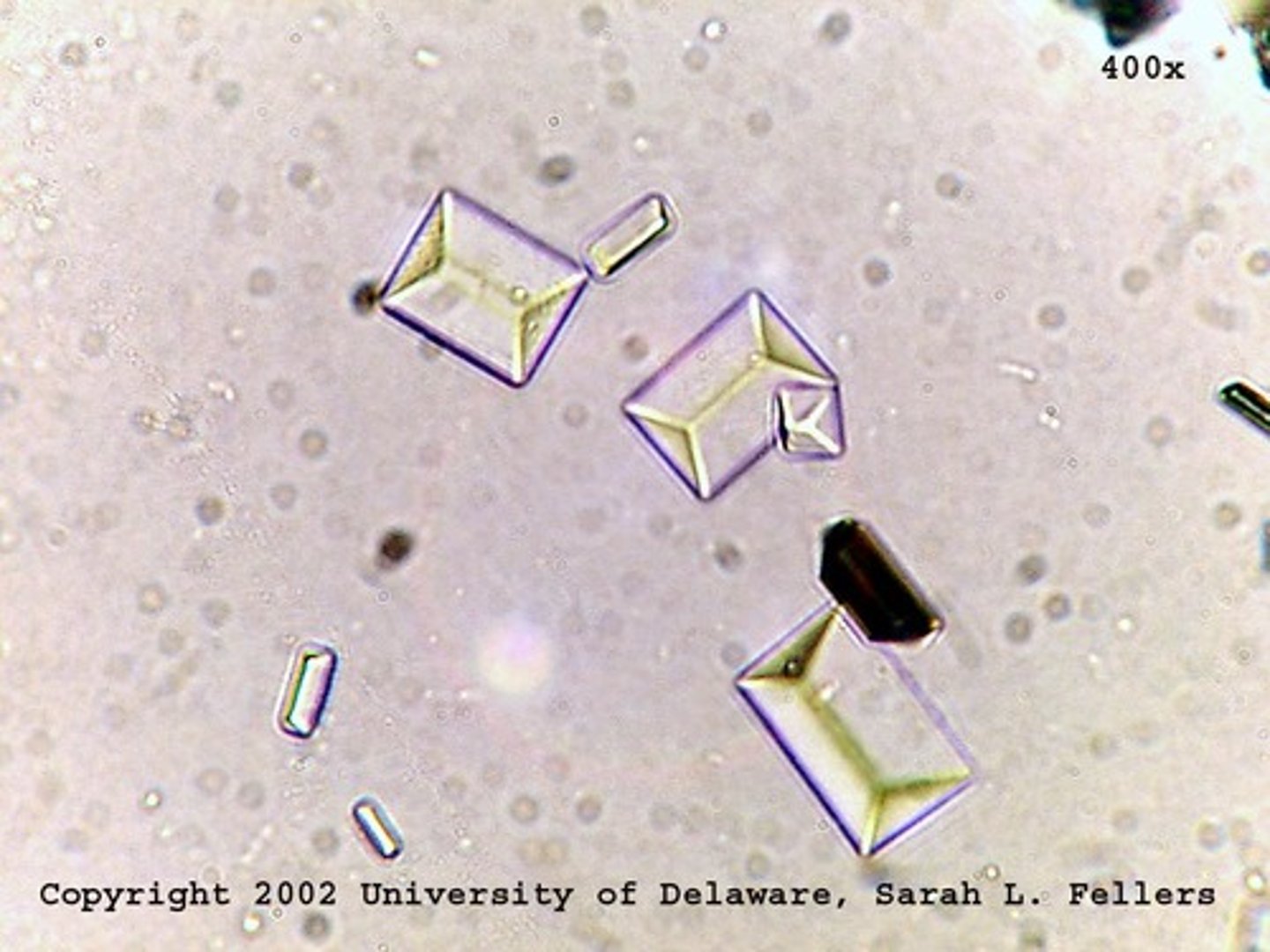 <p>Triple Phosphate</p>