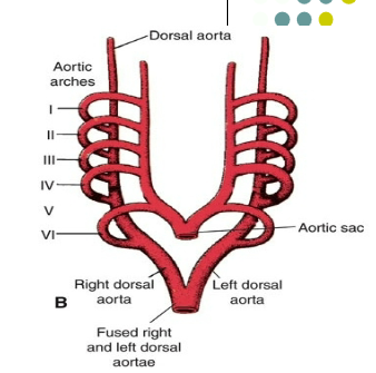 <p><strong><em><u><span>Aortic (Pharyngeal) Arch Artery:</span></u></em></strong></p><ul><li><p><span>first structure to develop in each pharyngeal arch</span></p></li><li><p><strong><span>Communicating blood vessel btw dorsal aorta and ventral aorta (aortic sac in humans)</span></strong></p></li></ul><div data-type="horizontalRule"><hr></div><p><strong><em><u>Termination:</u></em></strong></p><ul><li><p>Each arch terminates in R/L dorsal aorta</p></li><li><p>R/L dorsal aorta → fuse @ caudal → descending aorta</p></li></ul><div data-type="horizontalRule"><hr></div><p><strong><em><u>Temporal Property:</u></em></strong></p><ul><li><p><span>Transient; appear in a cranial-to-caudal sequence and are not all present simultaneously</span></p></li></ul><p></p>