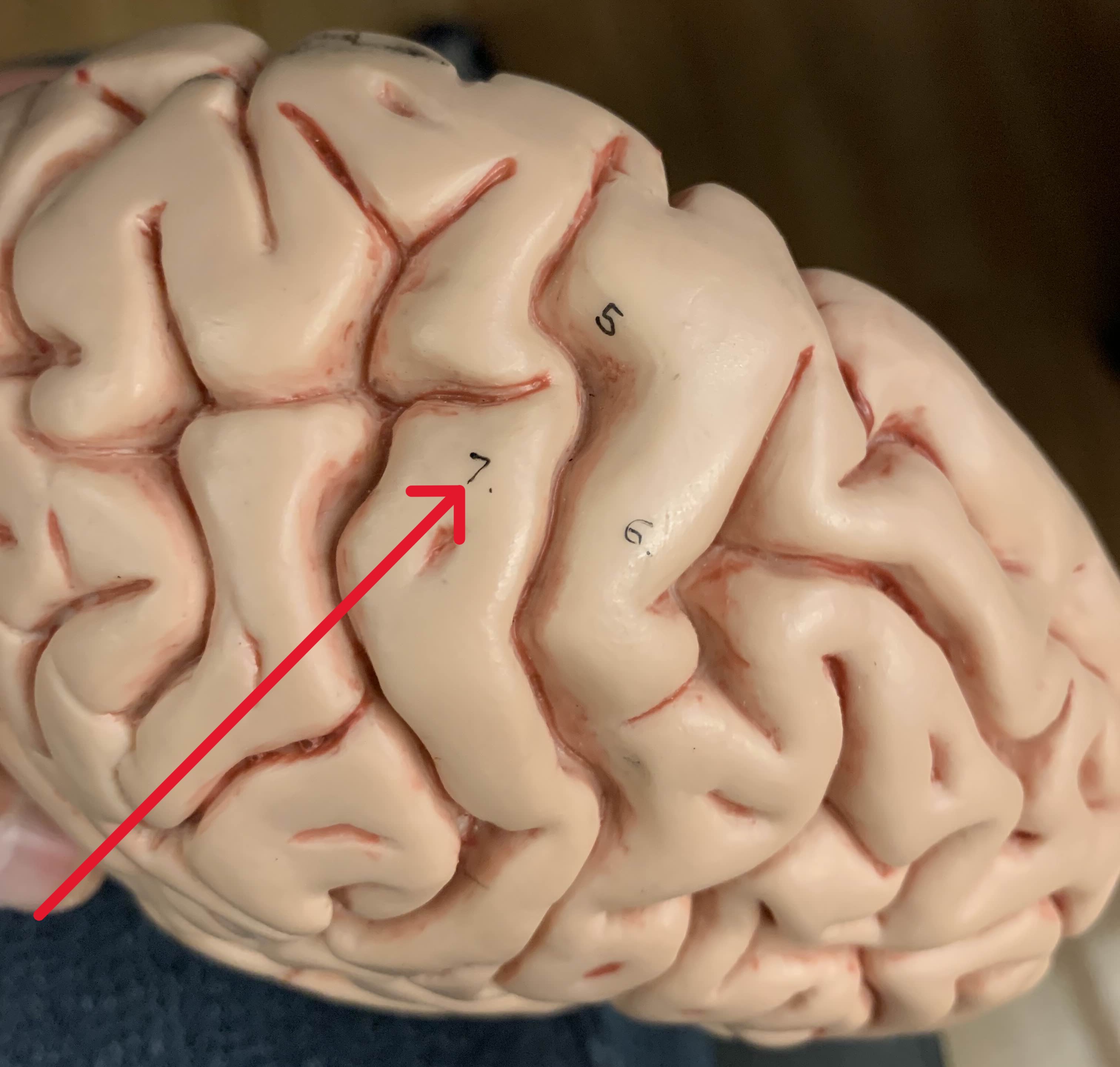 <p>Which part of the brain is:</p><ul><li><p>Posterior to central sulcus </p></li><li><p>Anterior end of parietal lobe</p></li></ul><p></p>