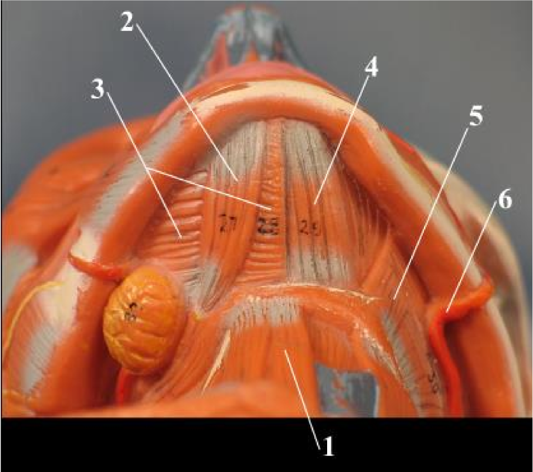 <p>5</p>