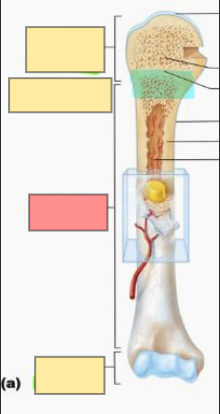 <p>long central shaft of the bone (for strength)</p>