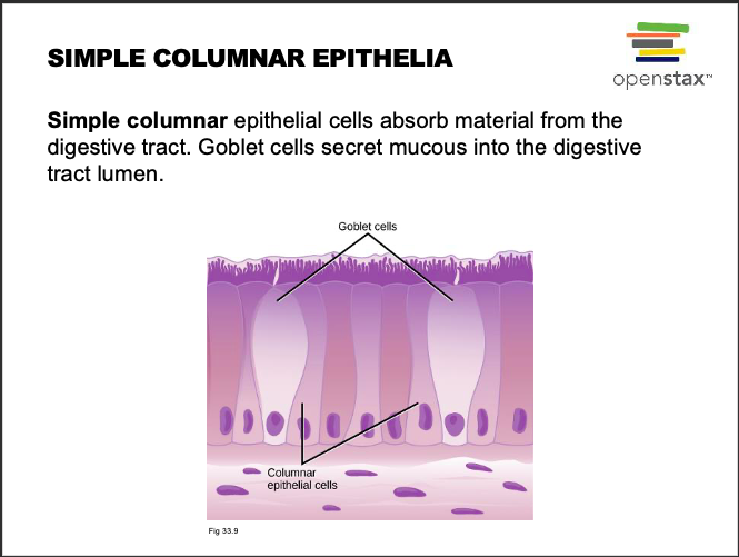 columnar cell shape