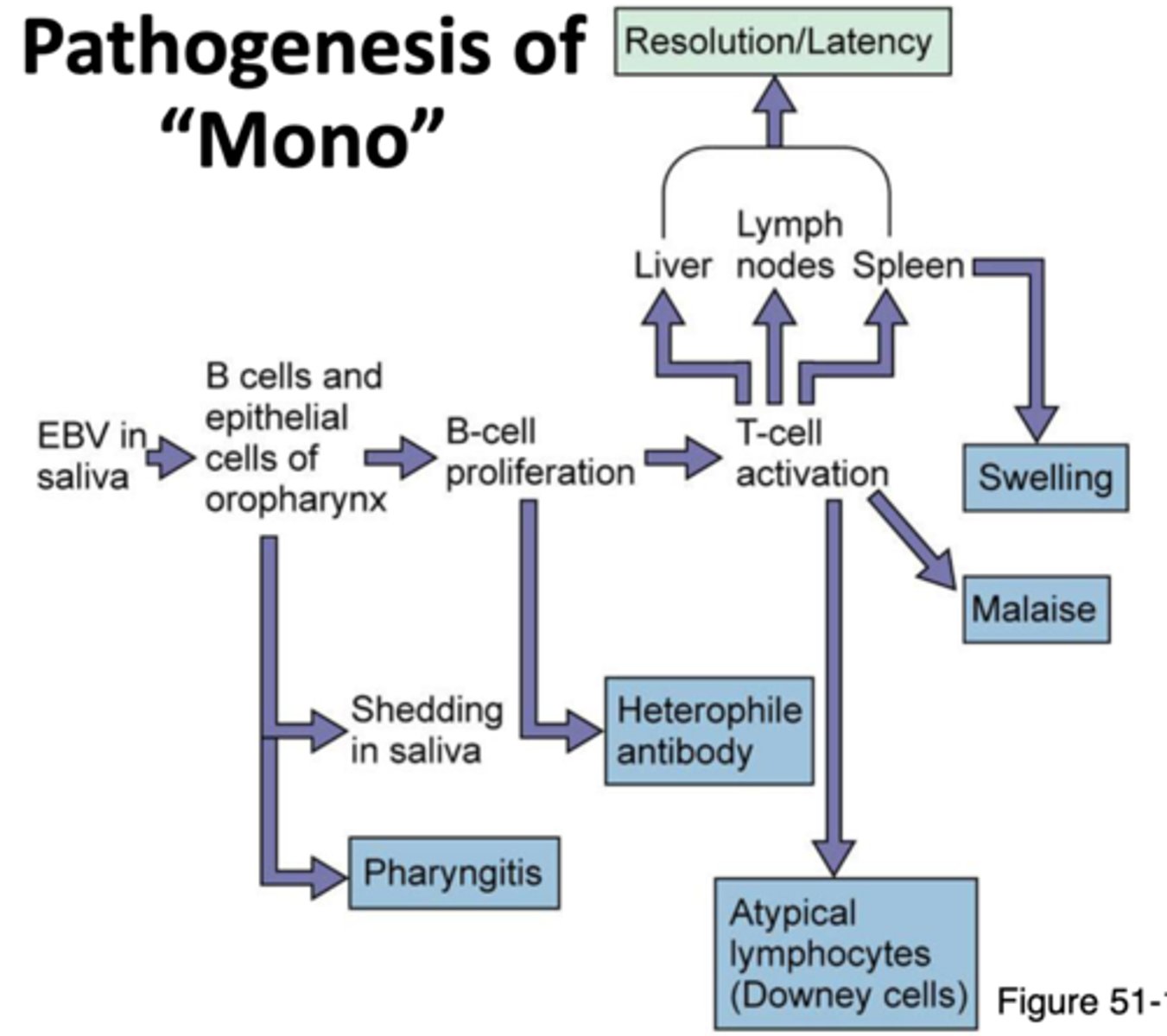 <p>EBV enters and multiplies in epithelial cells in mouth --> Spreads to B cells in the throat --> Infected B cells multiply --> Signs and symptoms --> Cytotoxic T cells and NK cells destroy infected B cells --> Recovery</p>