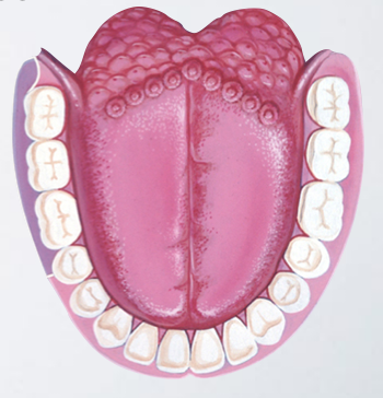 <p>Area Anesthetized: soft tissue and periosteum buccal to the mandibular molar teeth</p>