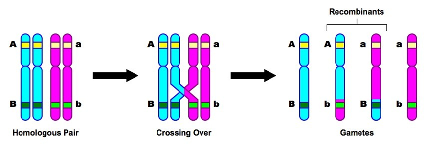 <p><span>Occurs late in prophase I</span></p><p><span>Only happens here</span></p><p><span>Forms a structure called the chiasmata</span></p>