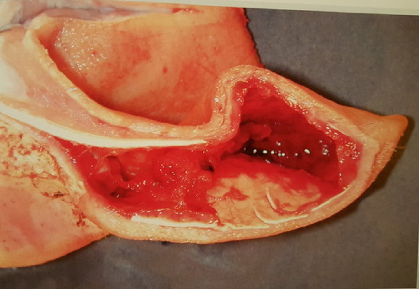 <p>Øre fra svin. Patoanatomisk diagnose?</p>