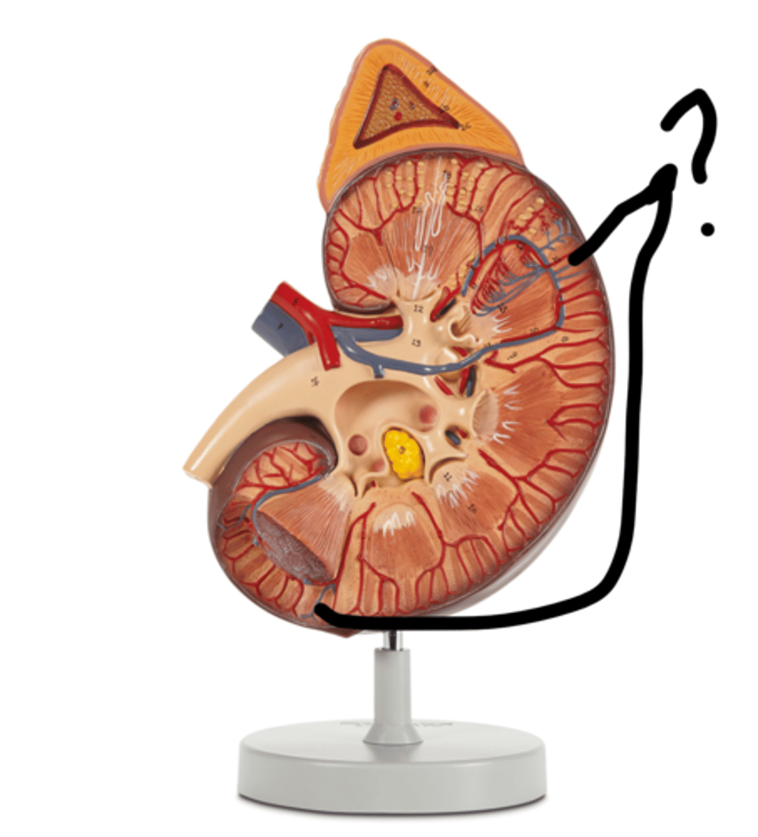 <p>Name these vessels (blue)</p>