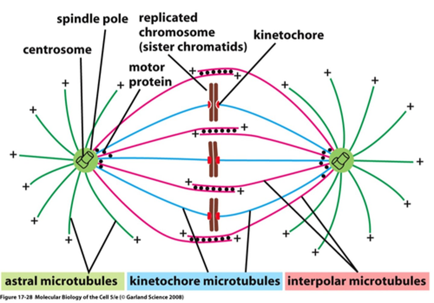 <p>Microtubules</p>