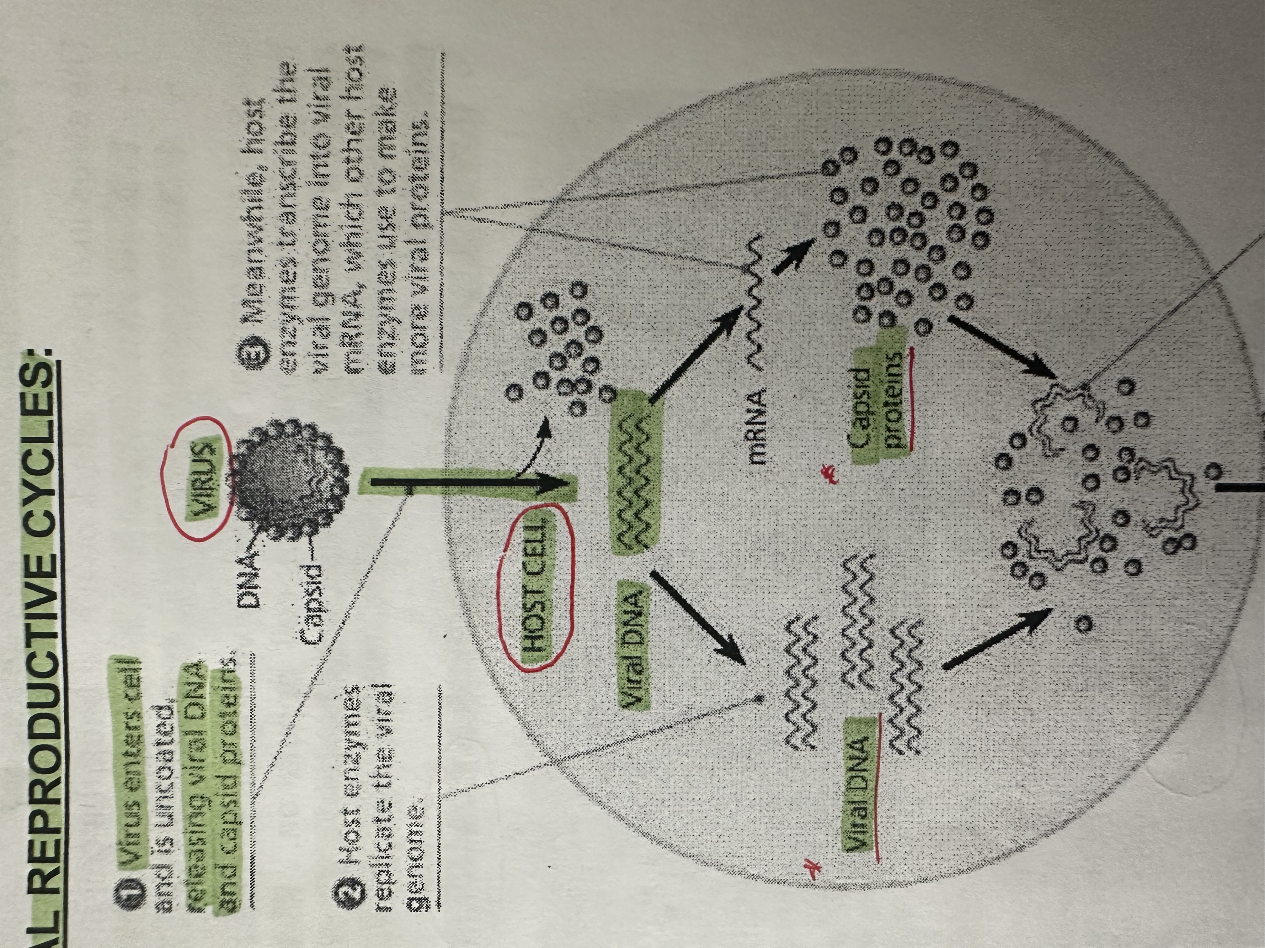 <p>1) </p><p>A viral infection begins when the genome (DNA or RNA) of a virus makes it way into a host cell.</p><p>2 &amp; 3)</p><p>Once DNA ( or RNA ) is inside, can “hijack” the host cell to copy the viral nucleic acid and manufacture viral proteins.</p><p>4)</p><p>Viral nucleic acid and proteins (capsomeres) are assembled into new viruses. </p><p></p>