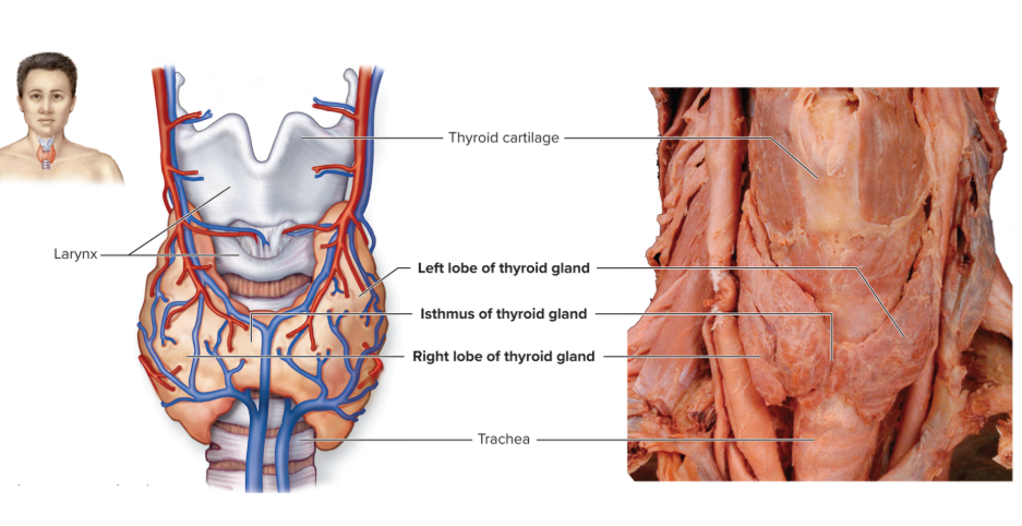 <ul><li><p>Inferior to thyroid cartilage of larynx, anterior to trachea</p></li><li><p><strong>Left </strong>and <strong>right lobes</strong></p><ul><li><p>Connected at midline by <strong>isthmus</strong></p></li></ul></li><li><p>Rich vascularization gives it reddish color</p></li><li><p>Composed of microscopic <strong>follicles</strong></p></li></ul><p></p>