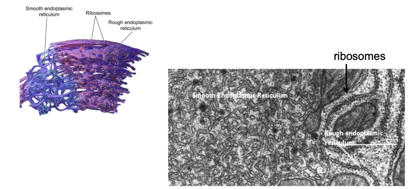 <ul><li><p><strong>RER</strong>:</p><ul><li><p>Has <strong>ribosomes</strong> on surface (appears rough seen through EM)</p></li><li><p>Site of <strong>co-translational transport</strong></p></li><li><p>Protein <strong>modification and vesicle formation</strong></p></li></ul></li><li><p><strong>SER</strong>:</p><ul><li><p><strong>No ribosomes</strong> (appears smooth)</p></li><li><p>Site of <strong>lipid synthesis</strong>, <strong>carbohydrate metabolism</strong>, and <strong>calcium storage</strong></p></li></ul></li></ul><p></p>