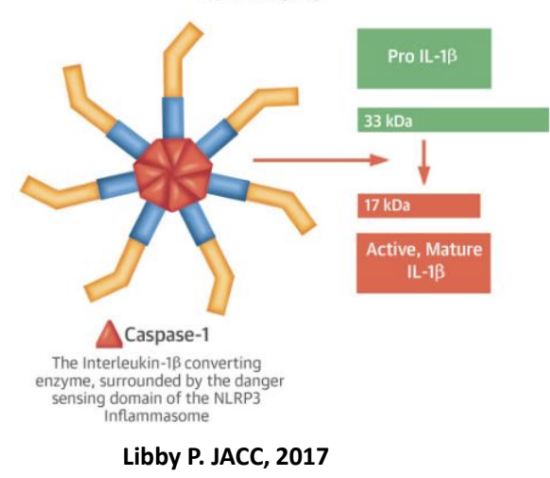 <p><strong>Protein complexes that form in the&nbsp; cytosol in response to infection or injury and<mark data-color="blue" style="background-color: blue; color: inherit;"> trigger IL-1 proteolytic cleavage</mark>:</strong></p><p>• <strong>Formed of adaptors </strong>(NLRPs)<strong> and caspase-1.</strong></p><p>• NLRPs are NOD-like receptors.</p><p>• <span style="color: green;"><strong>ATP, Flagellin or LPS</strong></span>&nbsp;(PAMPs) <strong>can trigger inflammasomes resulting in secretion of active IL-1</strong></p>
