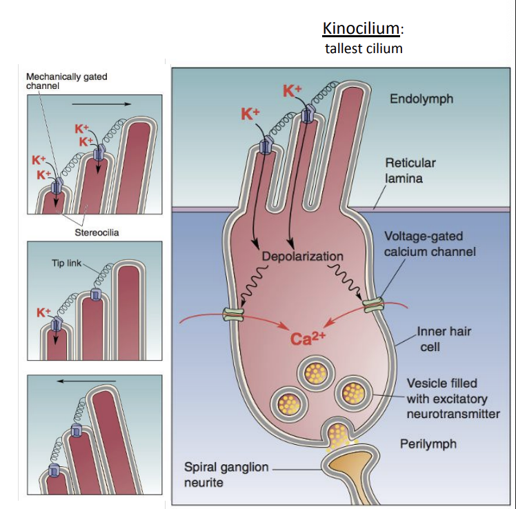 <ul><li><p>Actin filaments make it so they only bend at the base (near the top of the hair cell) </p></li><li><p>Tip-link K+ channels at the tip of each</p></li></ul><p></p>