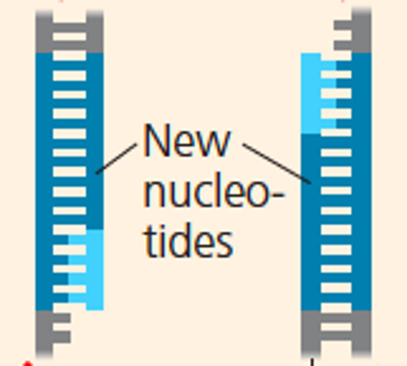 <p>-step 3</p><p>-heating (72 degree C) to increase the rate of replication by DNA polymerase</p><p>-DNA polymerase add nucleotides to the end of the primer (3' hydroxyl group)</p><p>-It adds: dNTPs: building blocks of DNA (A,G,C,T)</p><p>-5'->3' direction of DNA polymerase</p><p>-DNA polymerase replicates each strand to produce more DNA</p>