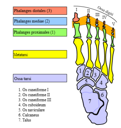 <ul><li><p>Big toe only has proximal and distal, doesn’t have middle</p></li></ul><p></p>