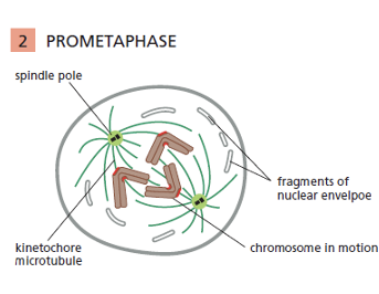 <ol><li><p>Nuclear membrane disintegrates</p></li><li><p>Spindles attach to kinetochores</p></li></ol><p></p>
