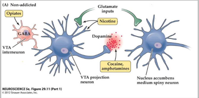 <p>nucleus accumbens (NAc)</p>