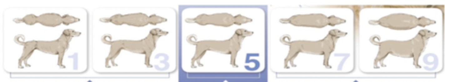 <p>which is the ideal Body Condition Score ?</p>